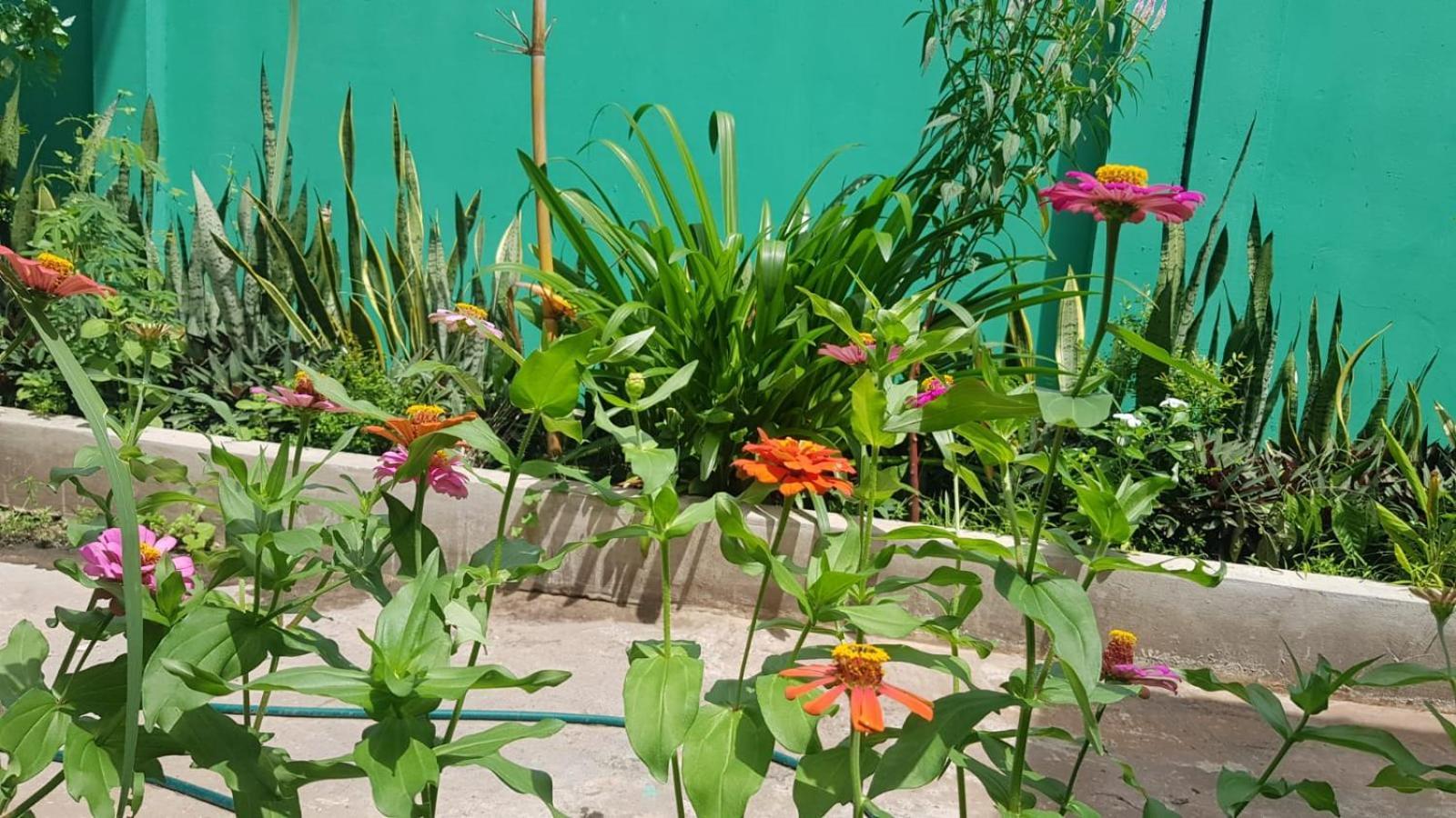 Bloom Garden Bed & Breakfast シェムリアップ エクステリア 写真