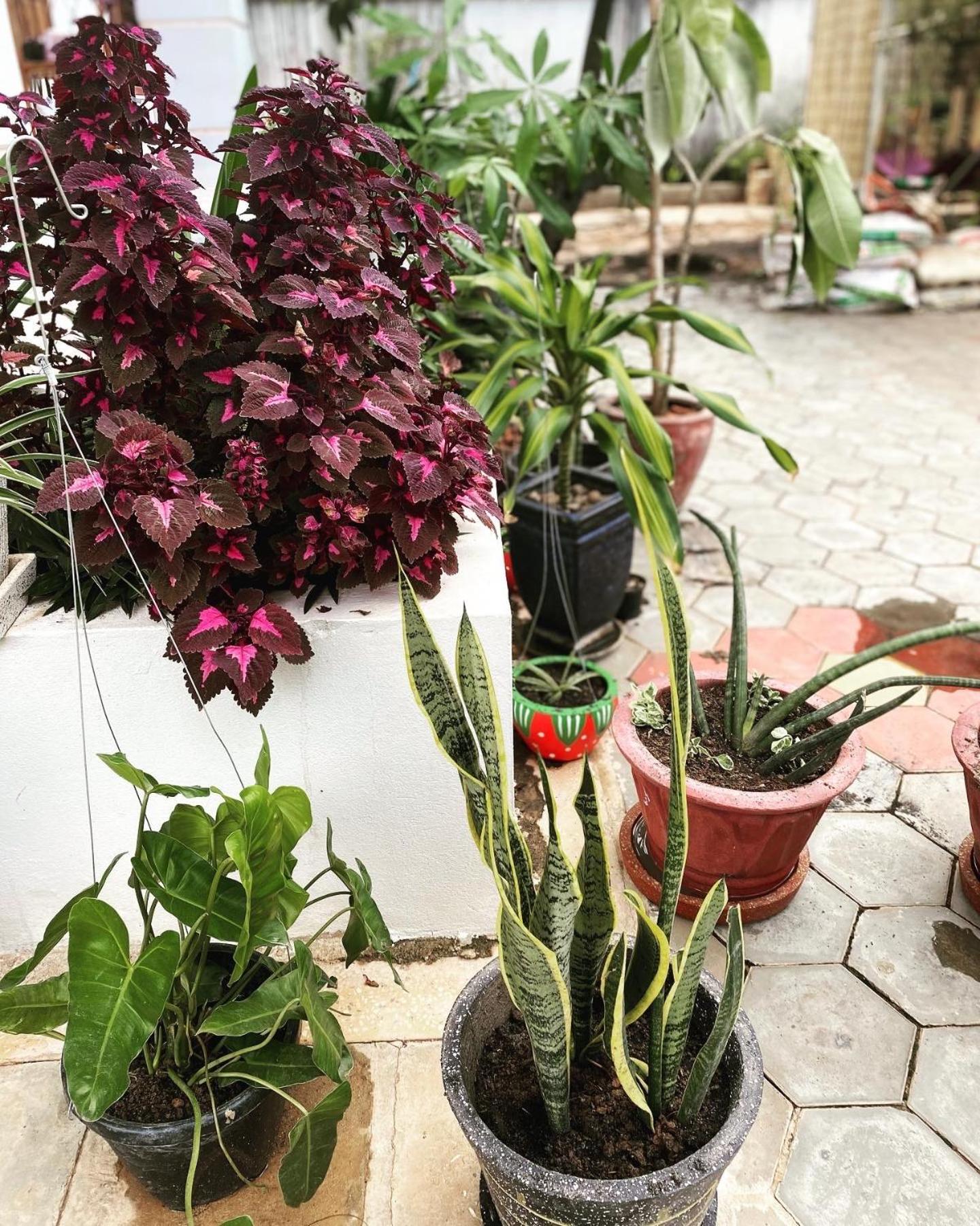 Bloom Garden Bed & Breakfast シェムリアップ エクステリア 写真
