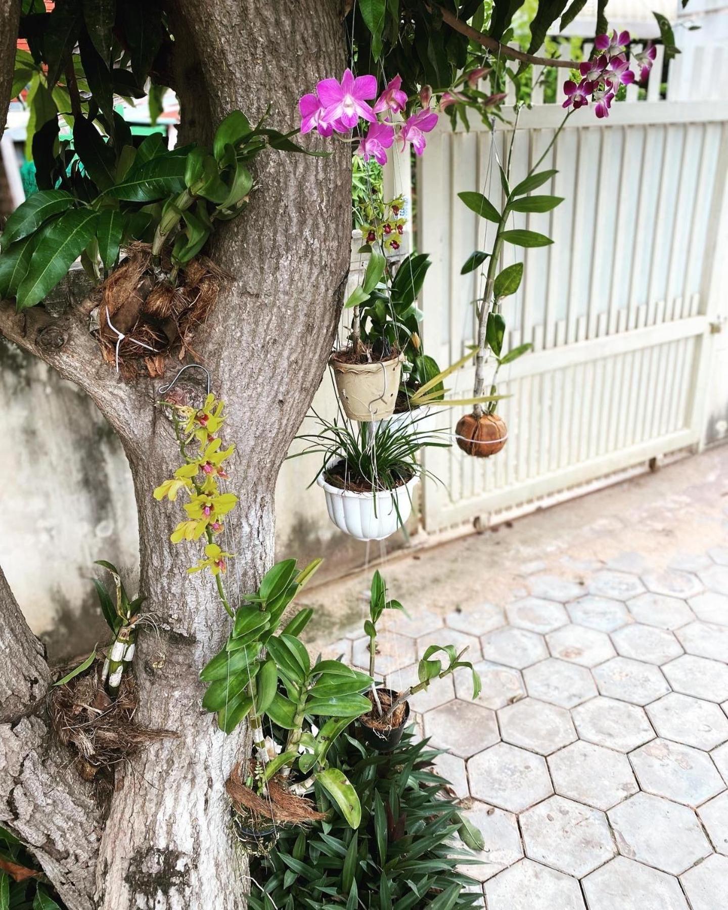 Bloom Garden Bed & Breakfast シェムリアップ エクステリア 写真